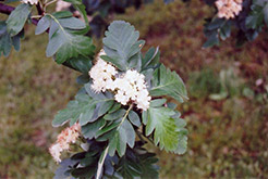 Oakleaf Mountain Ash (Sorbus x hybrida) at Stonegate Gardens