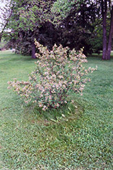 Black Chokeberry (Aronia melanocarpa) at Stonegate Gardens