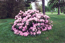 Grand Prix Rhododendron (Rhododendron catawbiense 'Grand Prix') at Stonegate Gardens