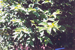 Common Privet (Ligustrum vulgare) at Stonegate Gardens