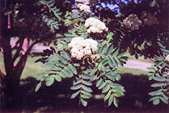 Showy Mountain Ash (Sorbus decora) at The Mustard Seed