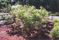 Northland Blueberry (Vaccinium corymbosum 'Northland') at Stonegate Gardens