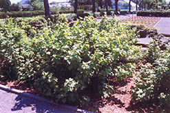 Consort Black Currant (Ribes nigrum 'Consort') at Lakeshore Garden Centres