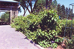Issai Hardy Kiwi (Actinidia arguta 'Issai') at Stonegate Gardens