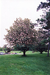 Hybrid Mountain Ash (Sorbus x intermedia) at Stonegate Gardens