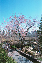 Westcot Apricot (Prunus mandshurica 'Westcot') at Stonegate Gardens