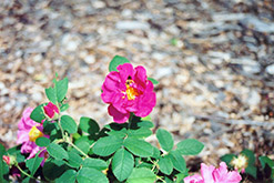 Gallica Rose (Rosa gallica) at Stonegate Gardens