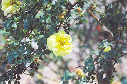 Harison's Yellow Rose (Rosa foetida 'Harison's Yellow') at Stonegate Gardens