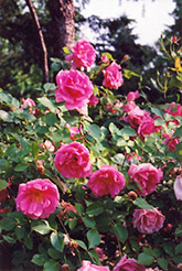 Carefree Beauty Rose (Rosa 'Carefree Beauty') at Stonegate Gardens