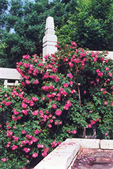 William Baffin Rose (Rosa 'William Baffin') at Stonegate Gardens