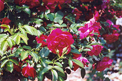 The Hunter Rose (Rosa 'The Hunter') at Stonegate Gardens