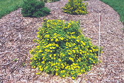 Yellowbird Potentilla (Potentilla fruticosa 'Yellowbird') at A Very Successful Garden Center