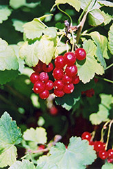 Red Currant (Ribes sativum) at Stonegate Gardens