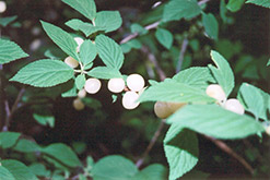 White Nanking Cherry (Prunus tomentosa 'Leucocarpa') at Stonegate Gardens
