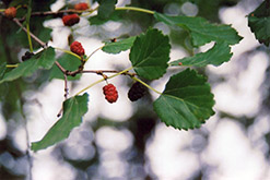 Russian Mulberry (Morus alba 'var. tatarica') at Stonegate Gardens