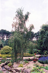 Ringleaf Willow (Salix babylonica 'Crispa') at A Very Successful Garden Center
