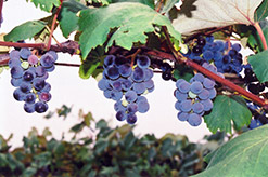 Concord Grape (Vitis 'Concord') at Stonegate Gardens