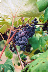 Common Grape (Vitis vinifera) at Stonegate Gardens