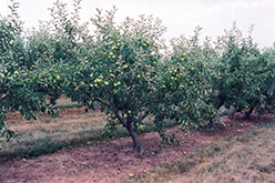 Jonagold Apple (Malus 'Jonagold') at Stonegate Gardens