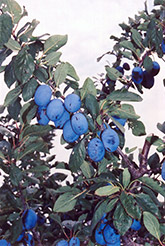 Damson Plum (Prunus 'Damson') at Stonegate Gardens