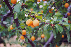 Goldcot Apricot (Prunus armeniaca 'Goldcot') at Stonegate Gardens