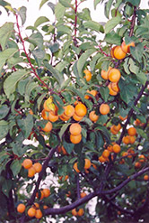 Apricot (Prunus armeniaca) at Stonegate Gardens