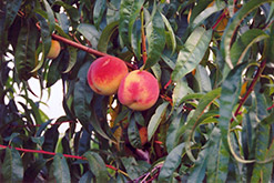 Cresthaven Peach (Prunus persica 'Cresthaven') at Stonegate Gardens