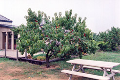 Hardired Nectarine (Prunus persica var. nucipersica 'Hardired') at Stonegate Gardens