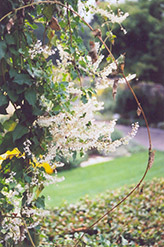 Silver Lace Vine (Polygonum aubertii) at Stonegate Gardens