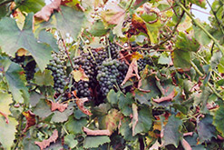 Chenin Blanc Grape (Vitis 'Chenin Blanc') at Stonegate Gardens