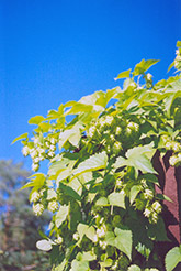 Hops (Humulus lupulus) at Stonegate Gardens