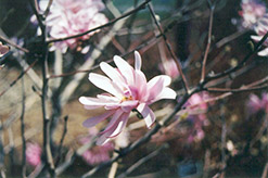 Pink Stardust Magnolia (Magnolia stellata 'Pink Stardust') at Stonegate Gardens
