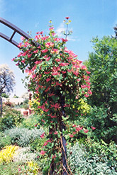 Goldflame Honeysuckle (Lonicera x heckrottii) at Lakeshore Garden Centres