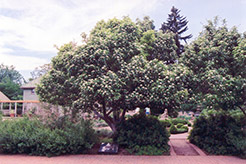Lavalle Hawthorn (Crataegus x lavallei) at Stonegate Gardens