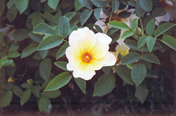 Golden Wings Rose (Rosa 'Golden Wings') at Stonegate Gardens
