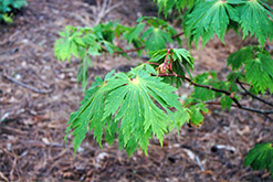 Fullmoon Maple (Acer japonicum) at Stonegate Gardens