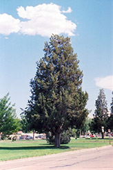 Rocky Mountain Juniper (Juniperus scopulorum) at Stonegate Gardens