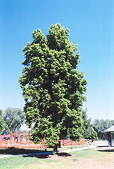 Pyramidal American Linden (Tilia americana 'Fastigiata') at Stonegate Gardens
