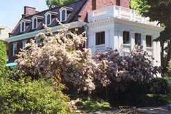 Beautybush (Kolkwitzia amabilis) at Lakeshore Garden Centres