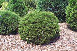 Hetz Midget Arborvitae (Thuja occidentalis 'Hetz Midget') at A Very Successful Garden Center