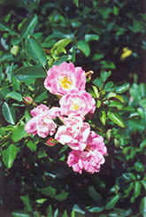 Fuchsia Meidiland Rose (Rosa 'Fuchsia Meidiland') at Stonegate Gardens