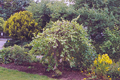 Weeping Vernal Witchhazel (Hamamelis vernalis 'Pendula') at Stonegate Gardens