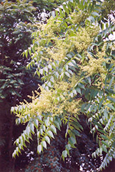 Tree of Heaven (Ailanthus altissima) at Stonegate Gardens