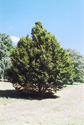 American Hornbeam (Carpinus caroliniana) at Stonegate Gardens