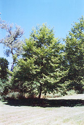 Manchurian Alder (Alnus hirsuta) at Stonegate Gardens