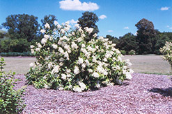 White Moth Hydrangea (Hydrangea paniculata 'White Moth') at Stonegate Gardens