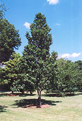 Cucumber Magnolia (Magnolia acuminata) at Stonegate Gardens