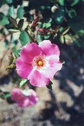 Pink Meidiland Rose (Rosa 'Pink Meidiland') at Stonegate Gardens
