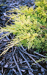 Gold Lace Juniper (Juniperus x media 'Gold Lace') at Stonegate Gardens