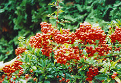 Yukon Belle Scarlet Firethorn (Pyracantha coccinea 'Yukon Belle') at Stonegate Gardens